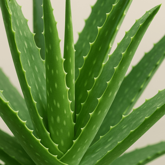 Is Aloe Vera The Secret Weapon For Dandruff? A Doctor Explains