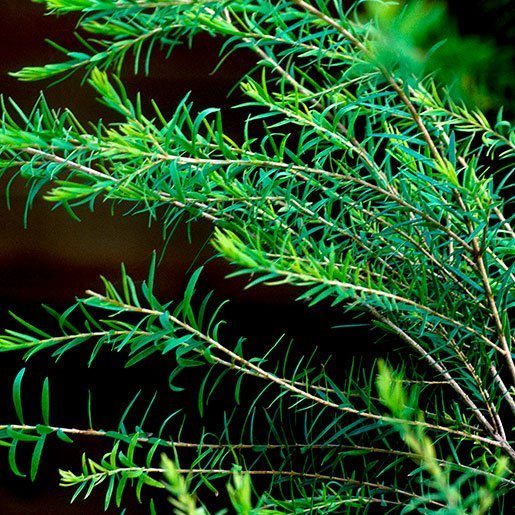 Science Behind Tea Tree Oil and Dandruff